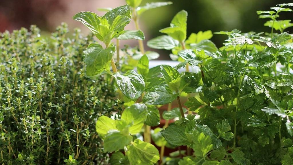 Culinary herbs for your kitchen