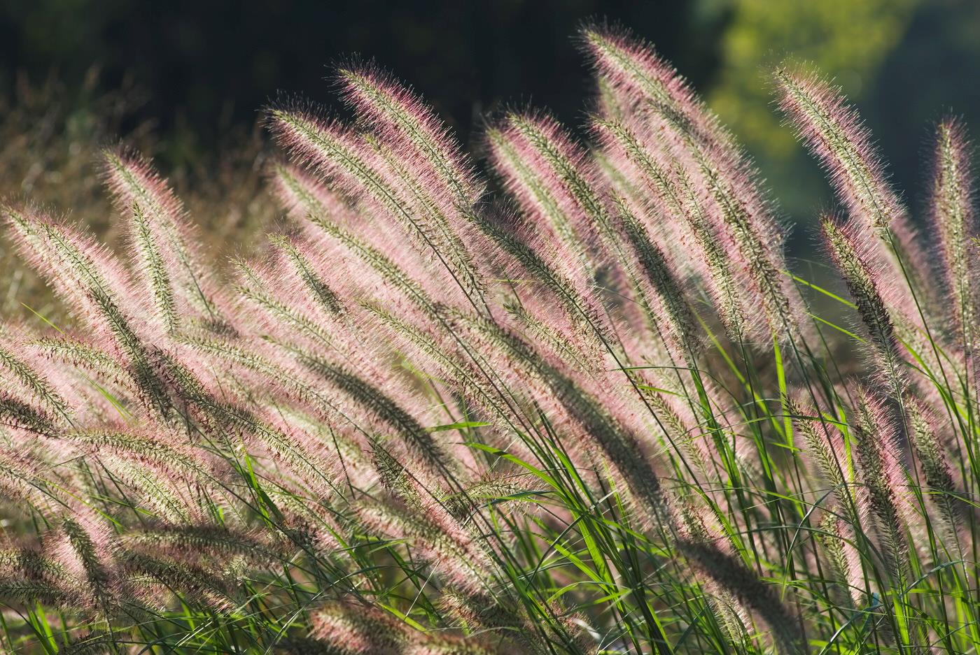 Sun Grasses