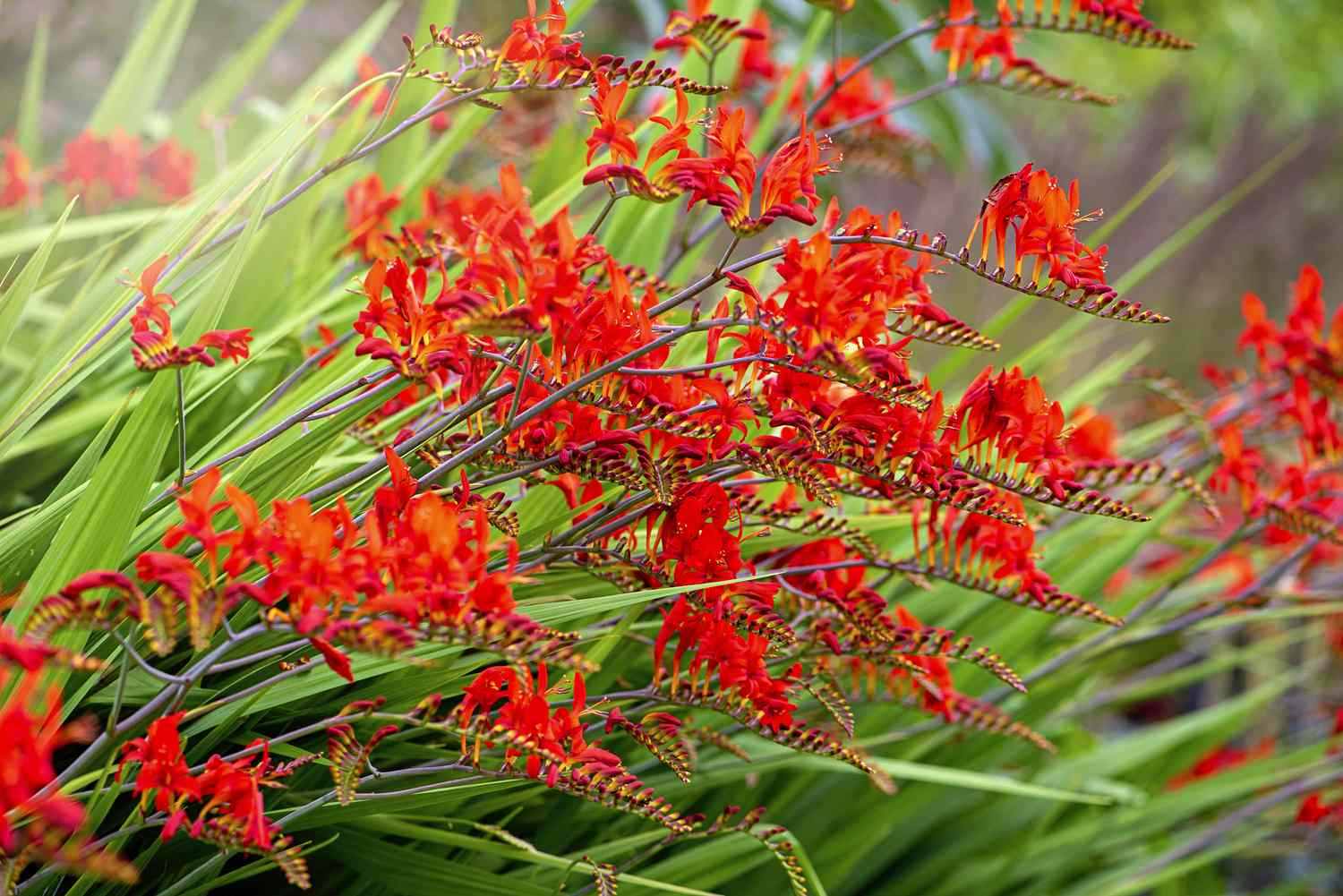 crocosmia 2024