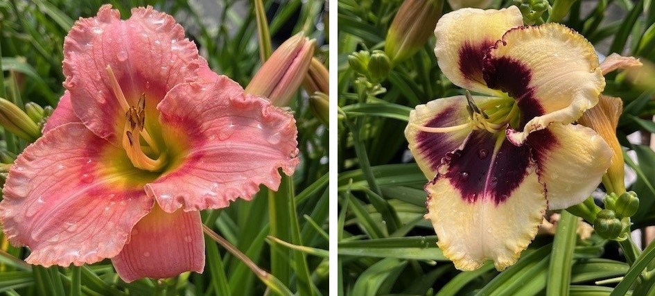 day lily side by side 2024