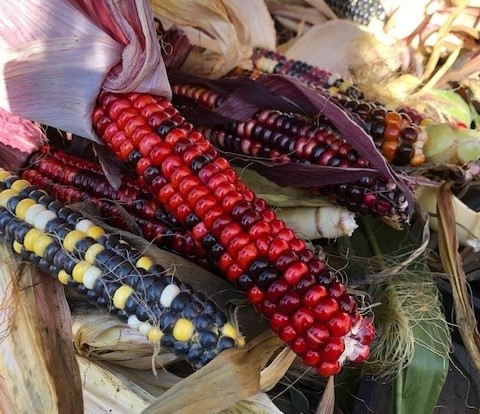 Pumpkins, Gourds, and More