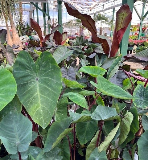 elephant ears and red banan