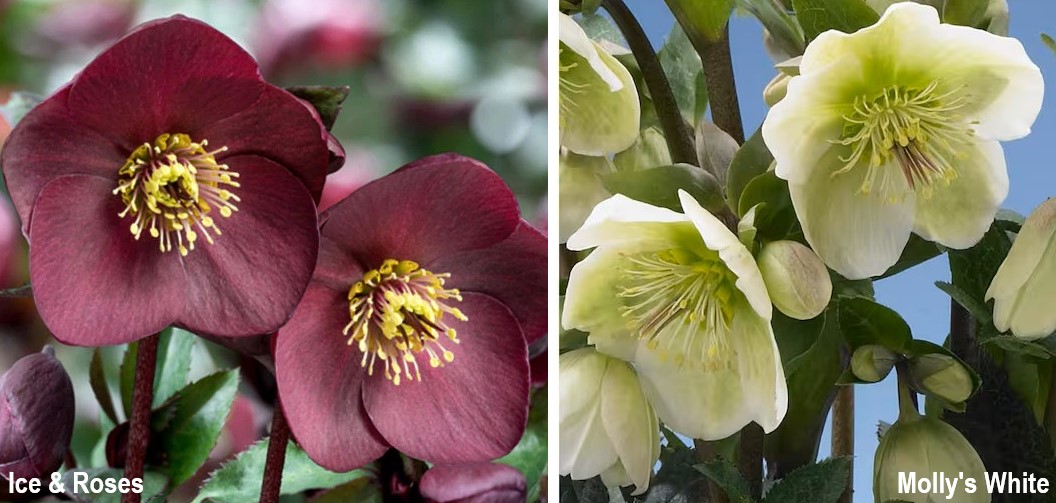 hellebore 2 sides 2024