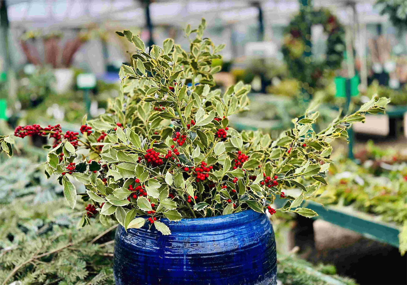 Holiday Wreaths and Greenery