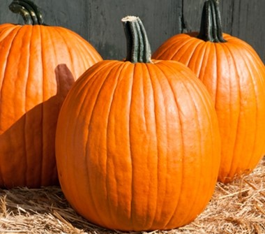 Pumpkins, Gourds, and More