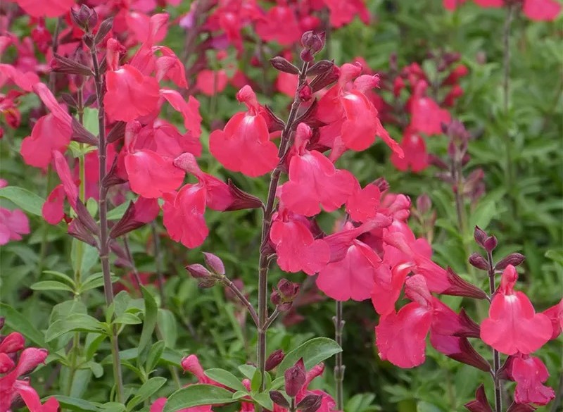 pink salvia 2024 high