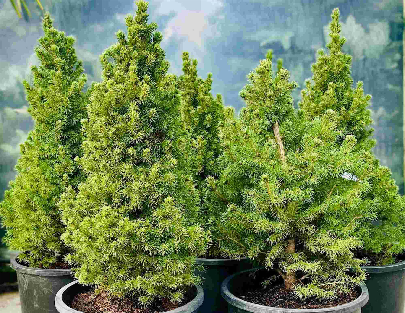 Live Holiday Trees