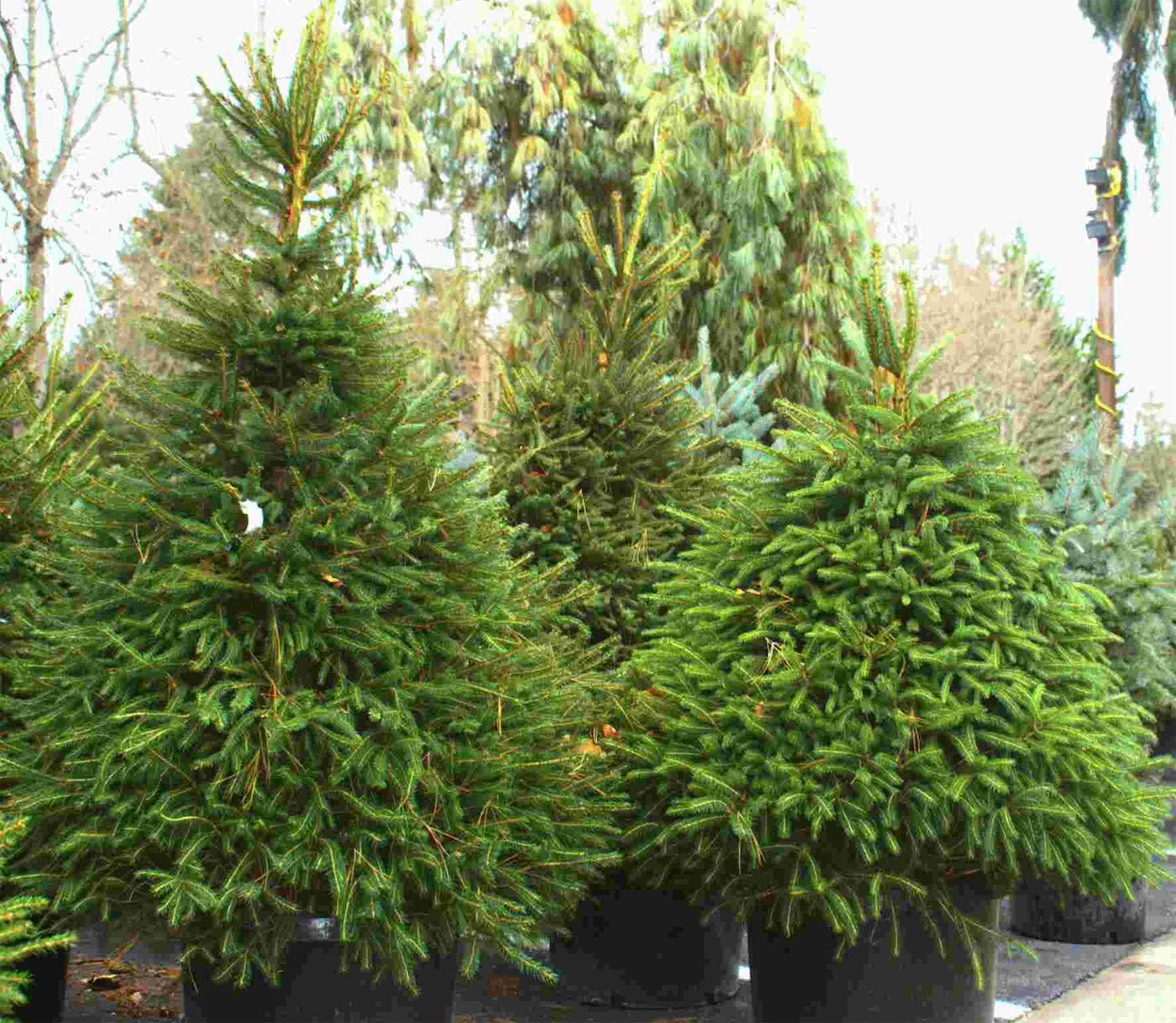 Live Holiday Trees