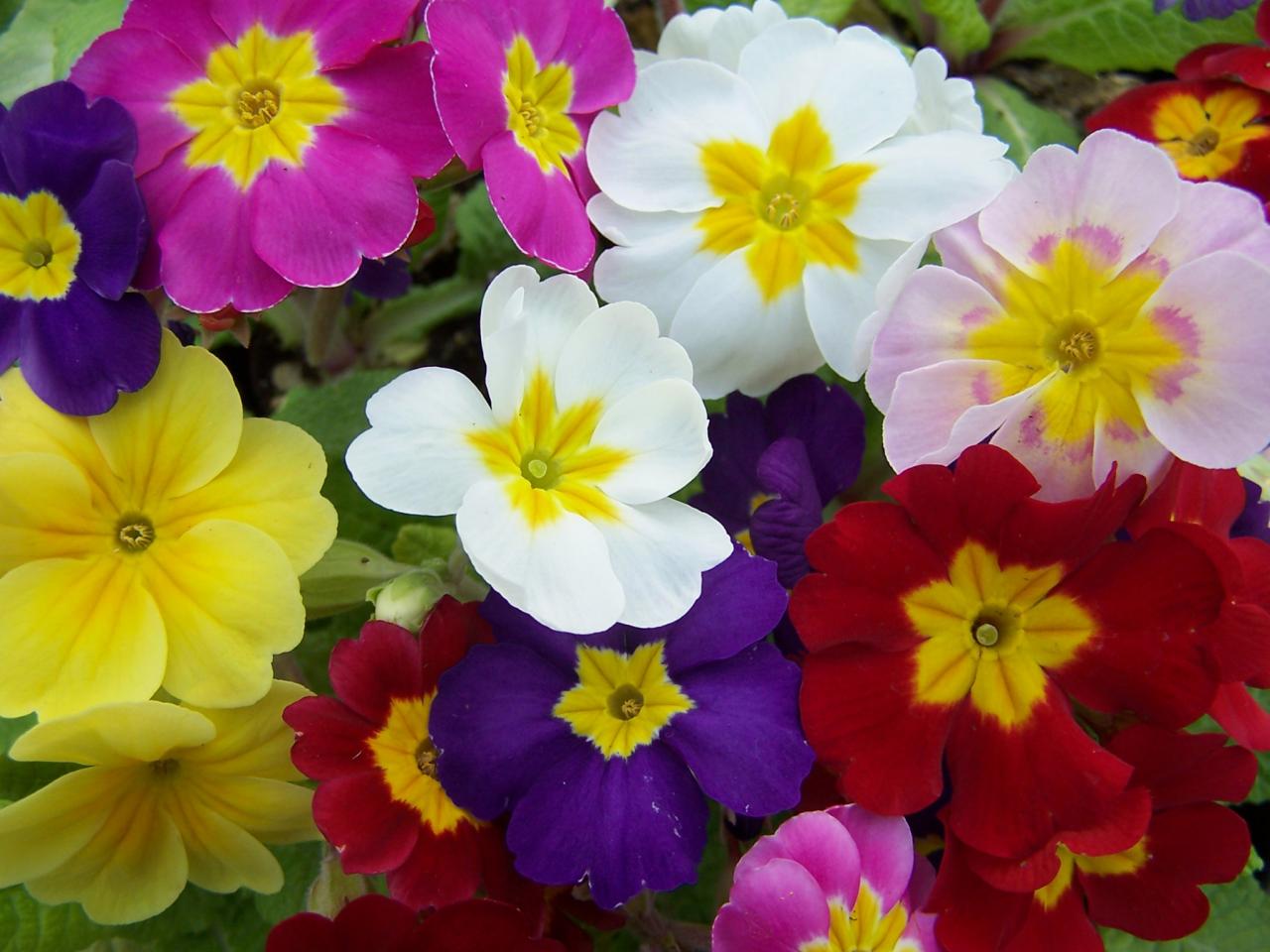 Primroses