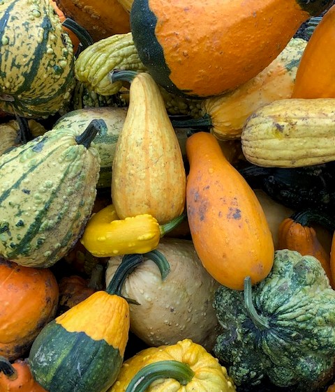 Pumpkins, Gourds, and More