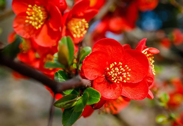 2025/2025-Photos/flowering-quince-2025.jpg