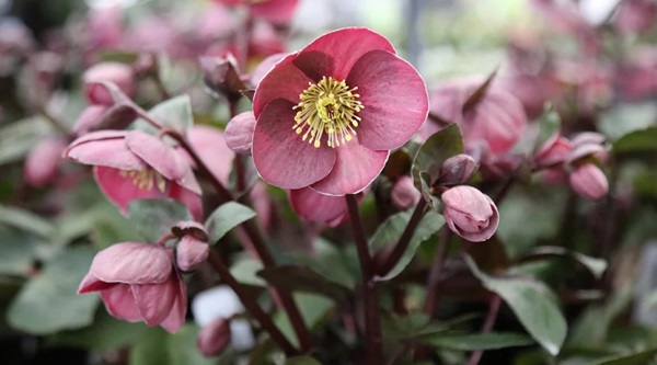 2025/2025-Photos/hellebore-2025.jpg