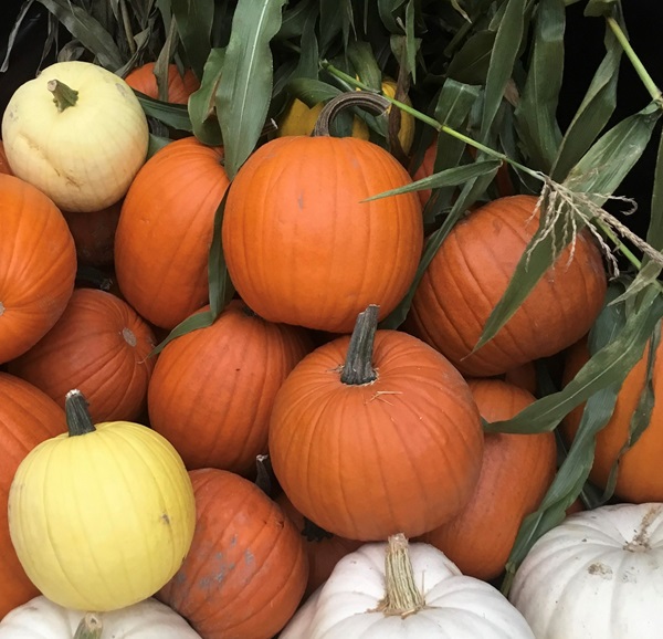 Garden-Center-Images/MPM-pumpkin--NEW-YES.jpg