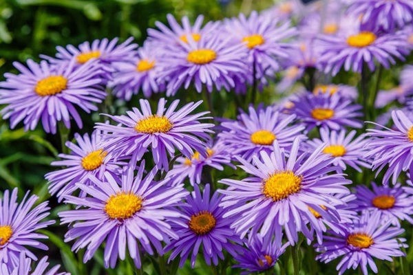 Garden-Center-Images/aster-2024.jpg