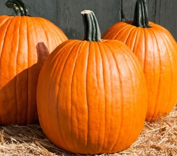 Garden-Center-Images/jackolantern.jpg