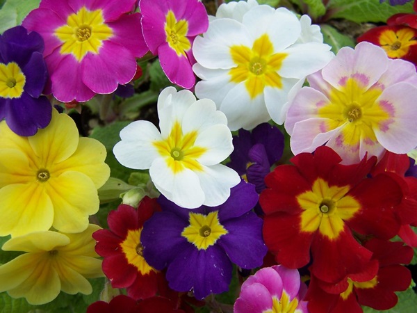 Garden-Center-Images/primrose-1.jpeg