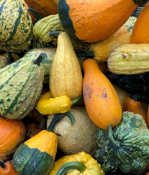 Garden-Center-Images/warty-pumpkins.jpg